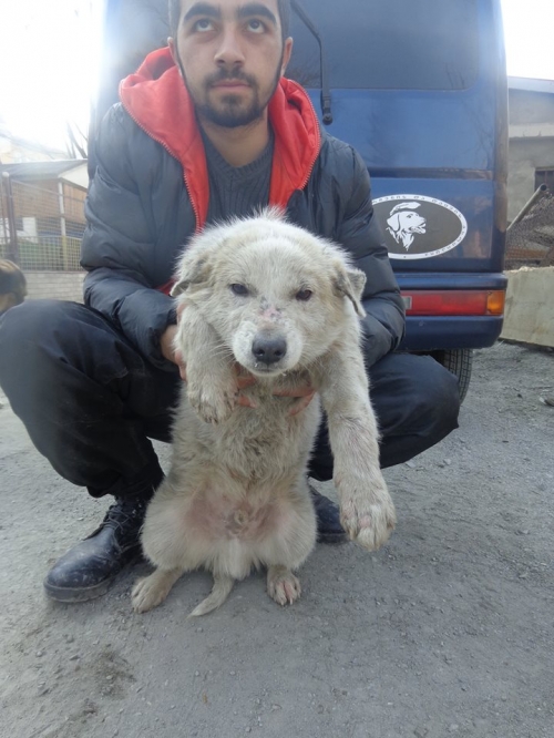 მეტისი უსახეო