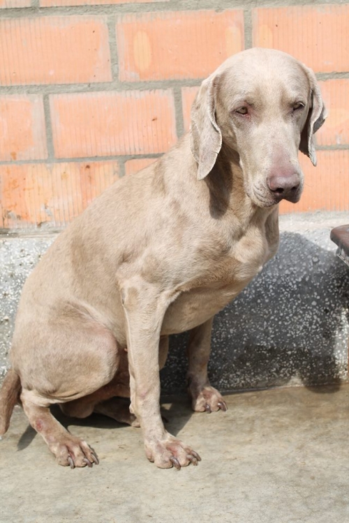 ვეიმარანერი მაქსი