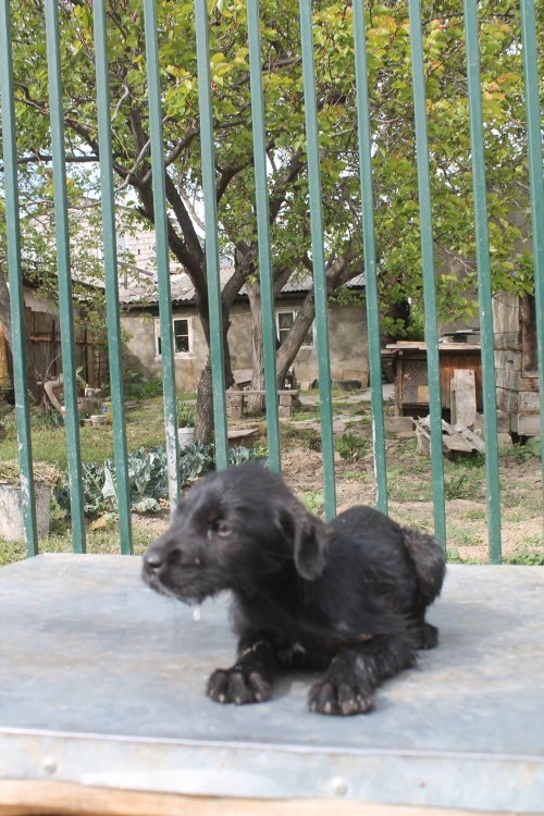 ბალონკის მეტისი უსახელო