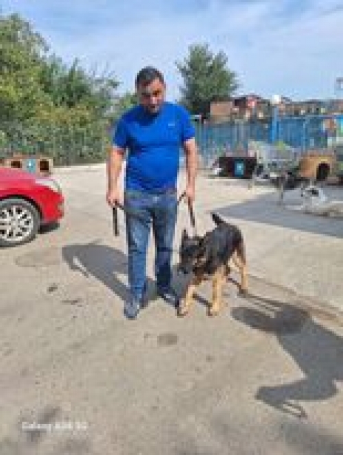 გერმანული ნაგაზი გადმოყვანილი იყო მუნიციპალური თავშესაფრიდან