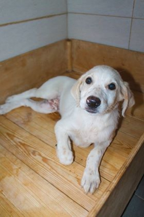 ქართული ქოფაკი უსახელო