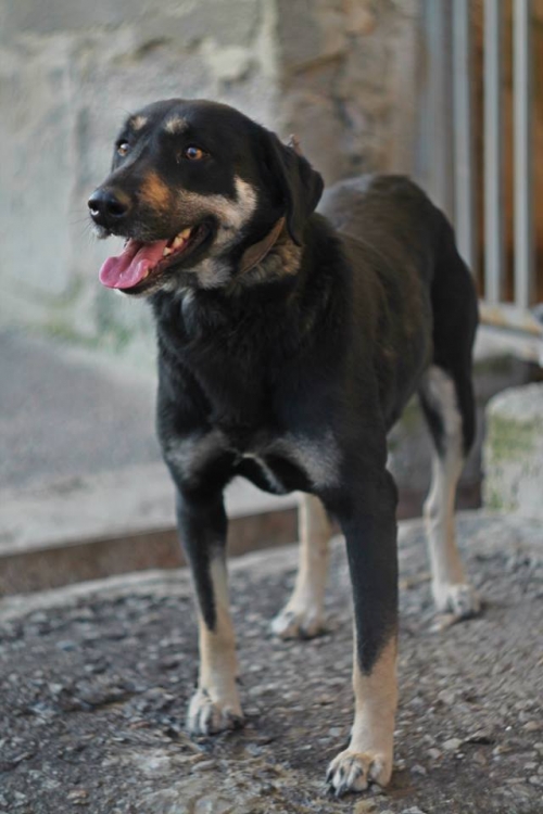 მეტისი ბარაბაშკა