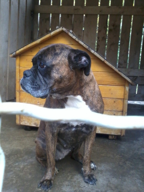 ბოქსიორი ჯინა