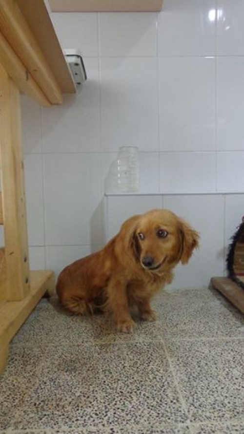 მეტისი ლედი