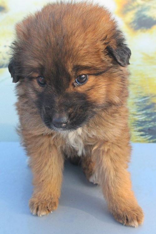 მეტისი უსახელო