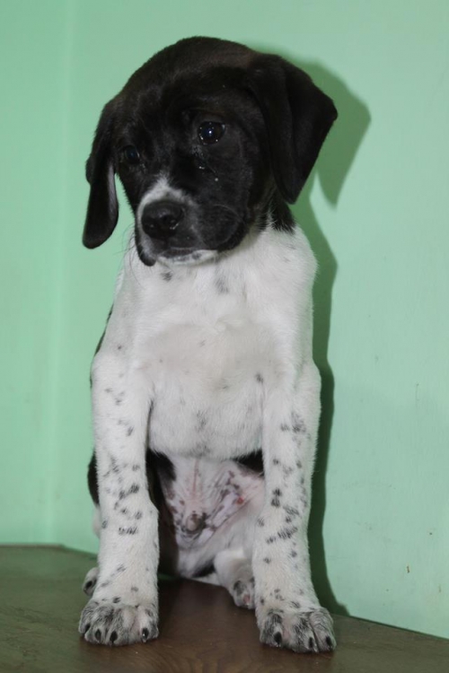 პოინტერის მეტისი უსახელო