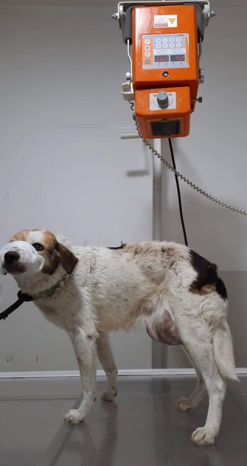 მეტისი უსახელო