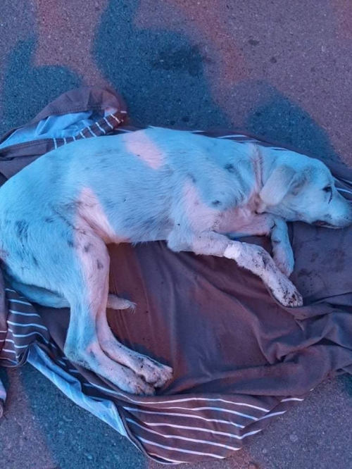 მეტისი ბეილი