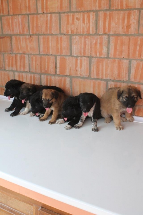 მეტისის ლეკვები უსახელო