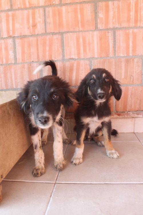 მეტისი უსახელო