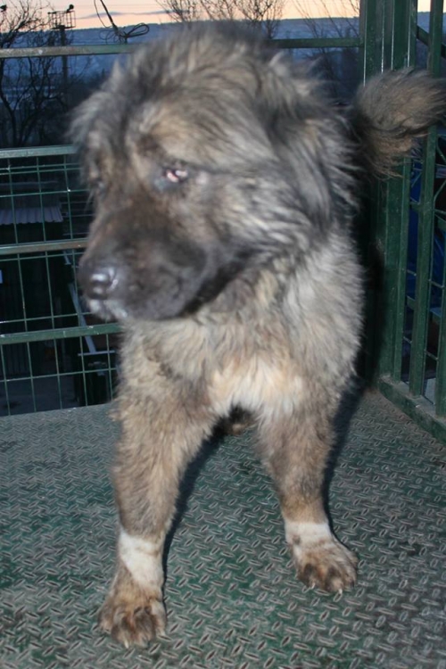 ქართული ნაგაზი უსახელო