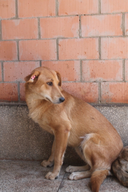 მეტისი უსახელო