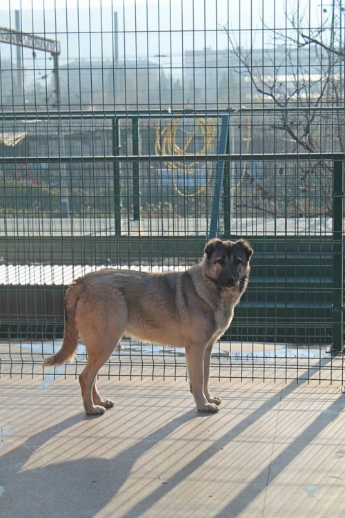 ქართული ნაგაზი ჯინა