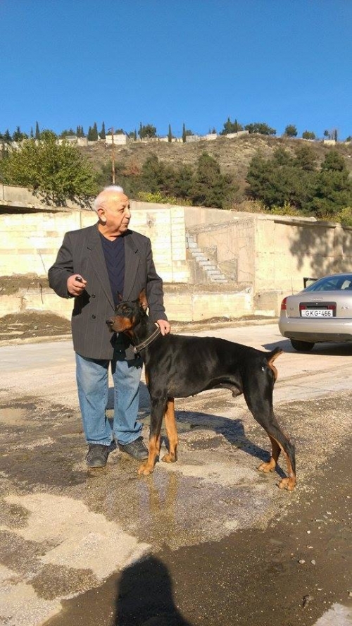 დობერმანი ვიტო