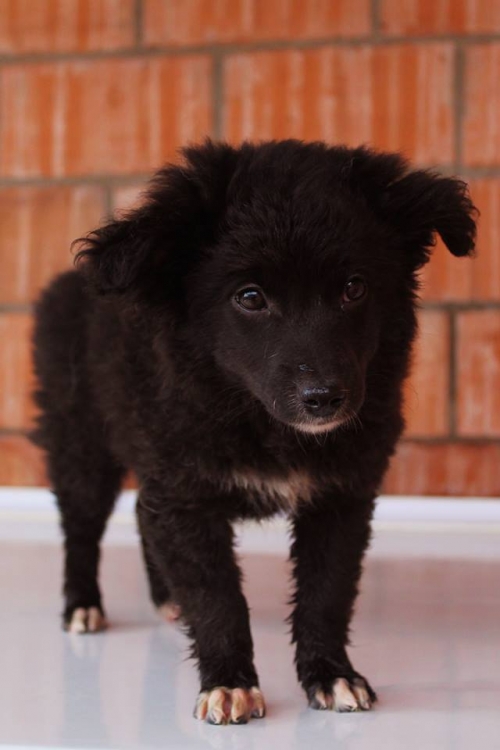 ფინია უსახელო