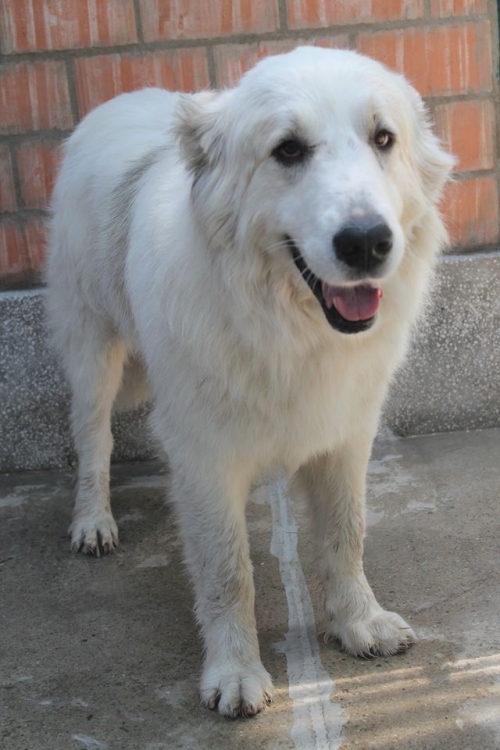 ქართული ნაგაზი ბროლა