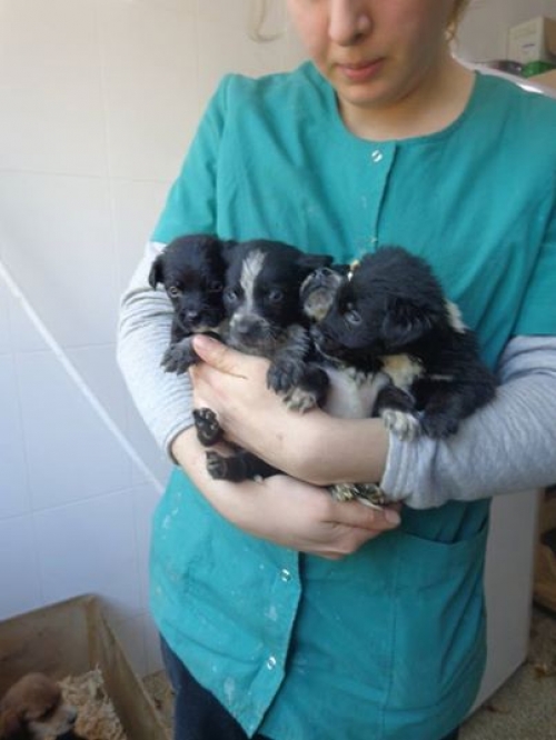 კოკერსპანელის მეტისი უსახელოები