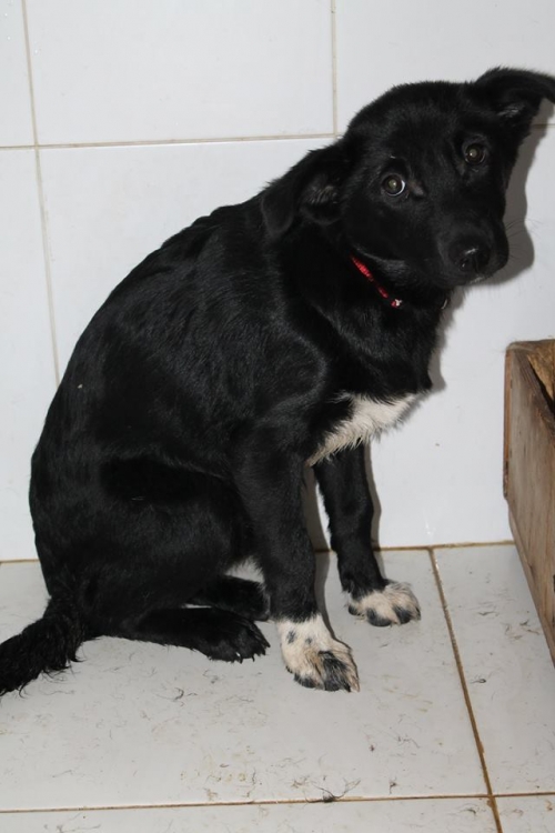 მეტისი ბაბი