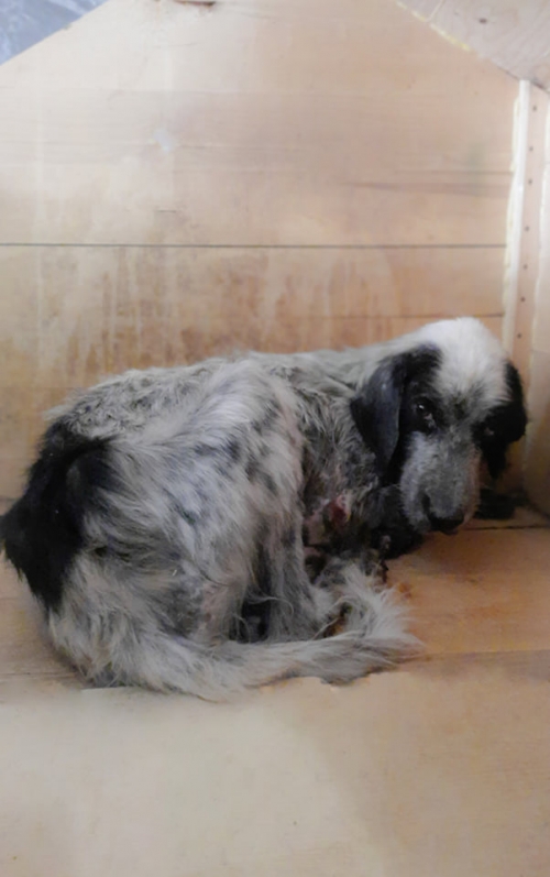 სეტერი ჩამოიყვანეს აბაშის რაიონიდან