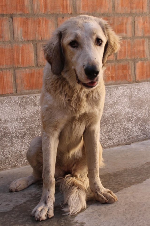 ქართული ნაგაზი ნუცა