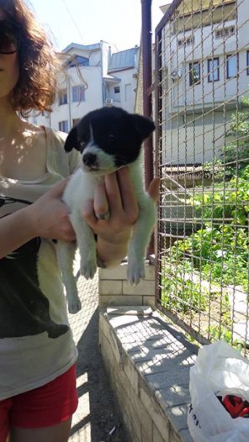 მეტისი უსახელო