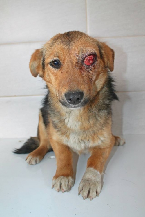 მეტისი უსახელო