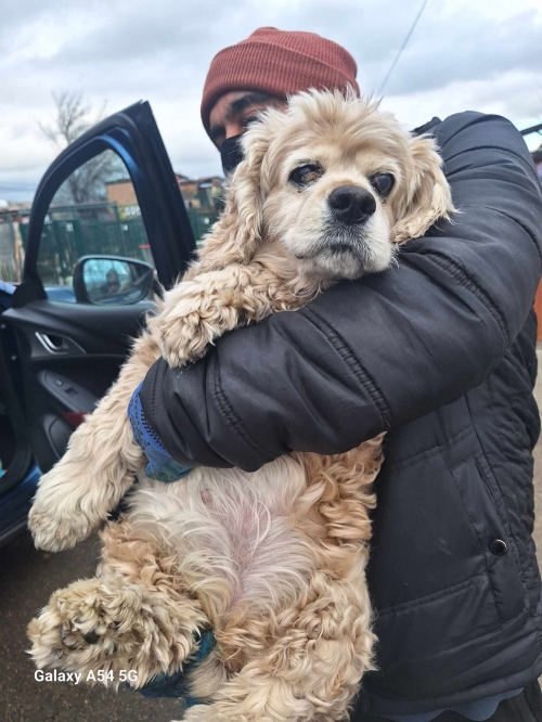 კოკერსპანიელი ბარნოვზე ნაპოვნი