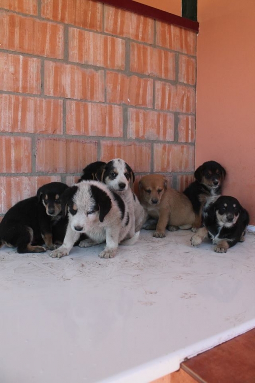 მეტისის ლეკვები უსახელო