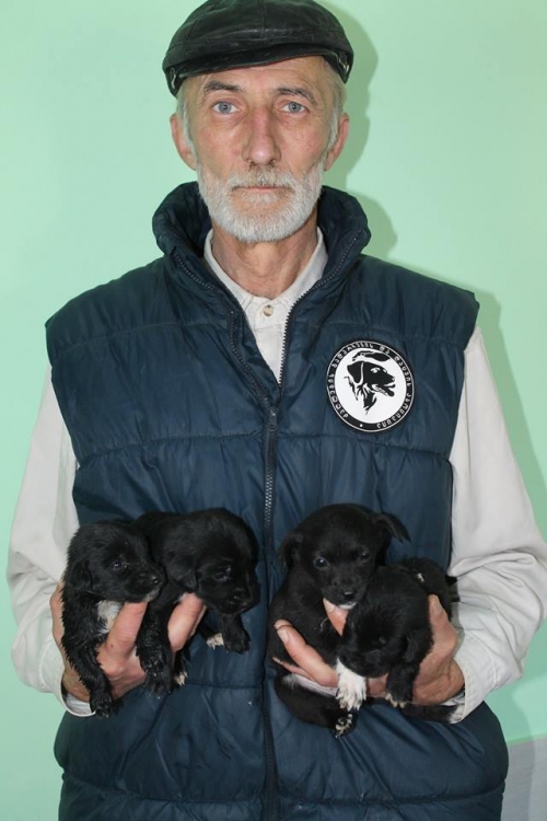 მეტისის ლეკვები უსახელო