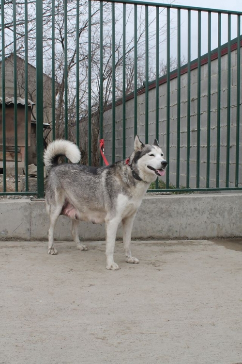 ლაიკა უსახელო