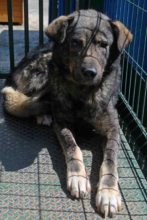 მეტისი უსახელო