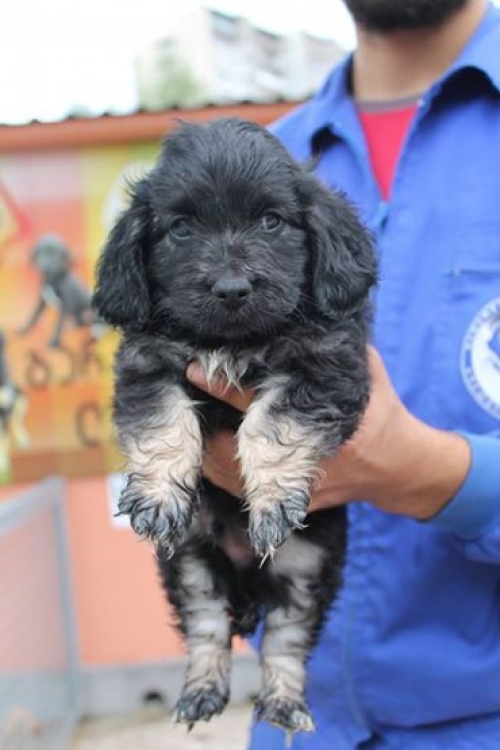 პუდელის მეტისი უსახელო