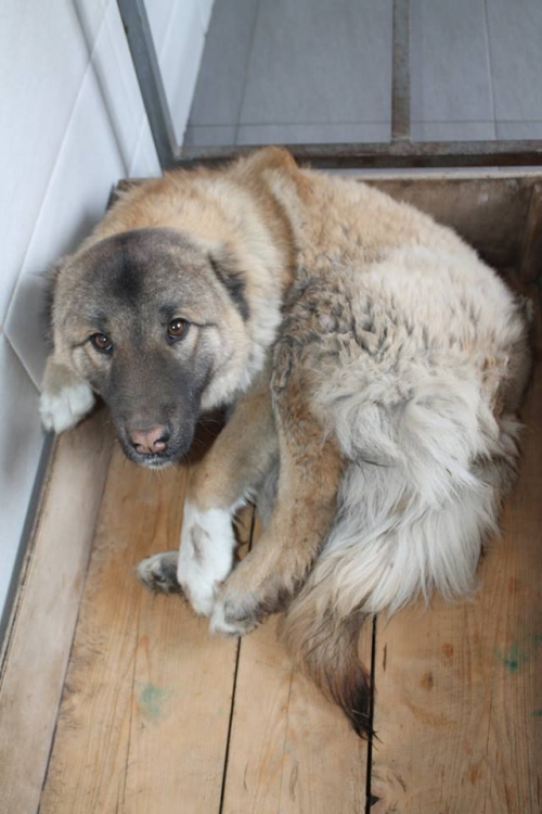 ქართული ქოფაკი უსახელო