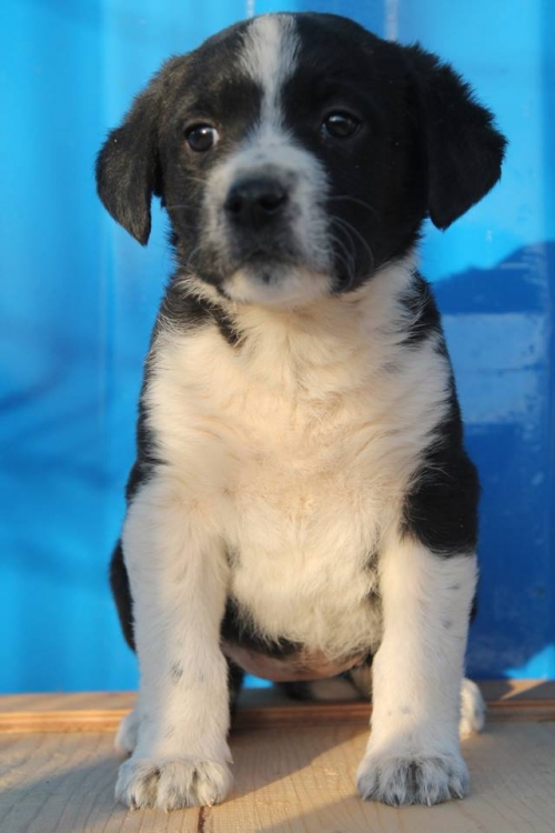 პოინტერის მეტისი ბესი