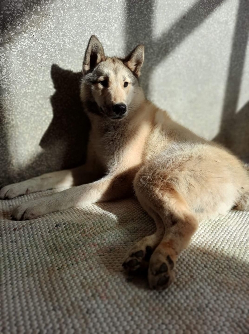 ლაიკა საჩხერეს რაიონი