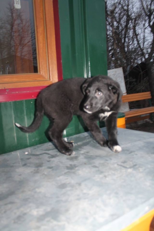 ქართული ქოფაკი ბათუ