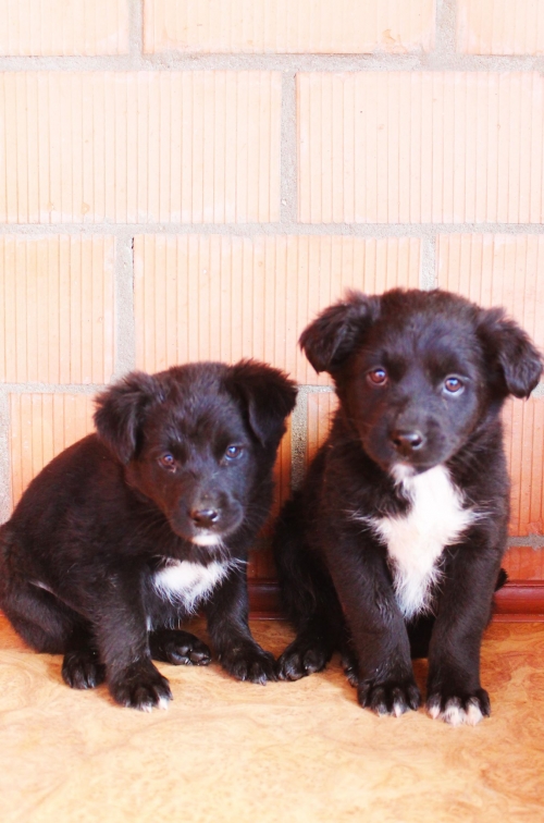 მეტისის ლეკვები უსახელო