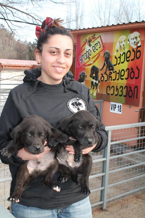 ლაბრადორის მეტისი უსახელო