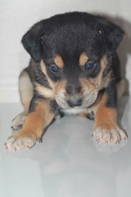 მეტისი უსახელო