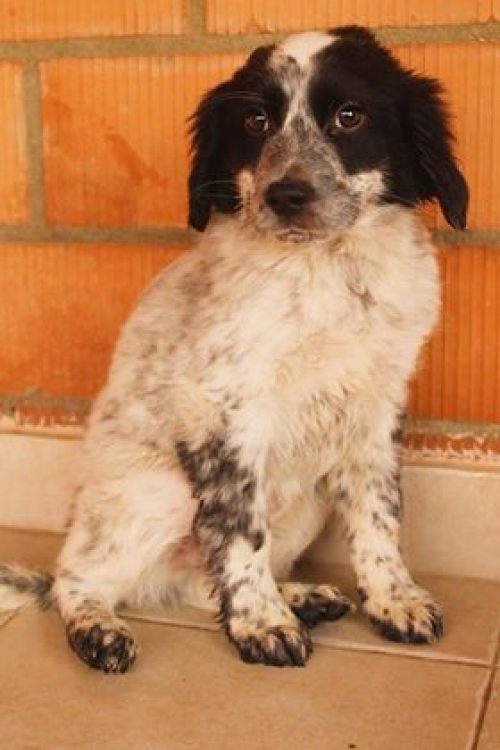 სპანიელის მეტისი უსახელო