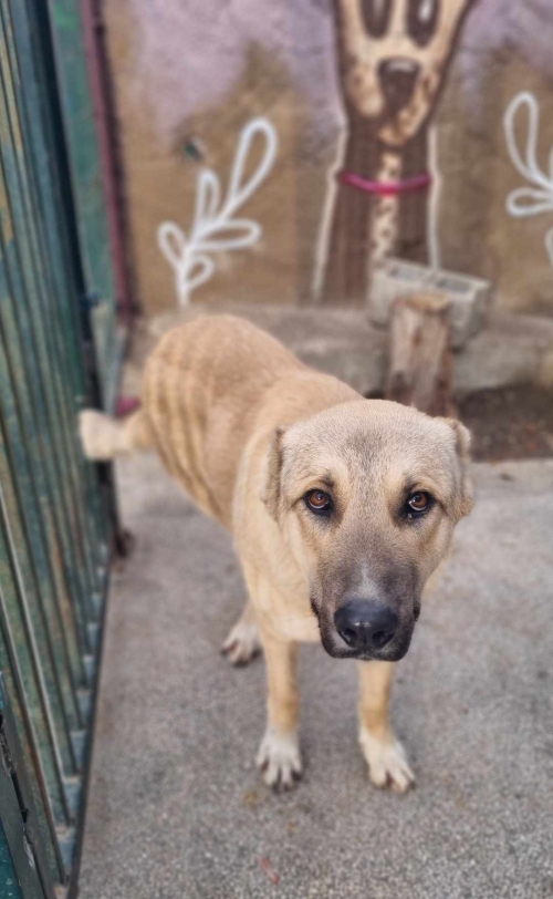 ქართული ნაგაზი კასპის რაიონი