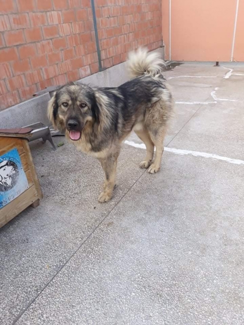 ქართული ნაგაზი ზაჰესი კეცხოველის ქუჩა