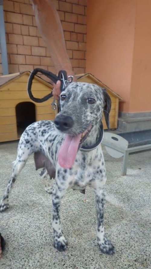 სეტერი უსახელო