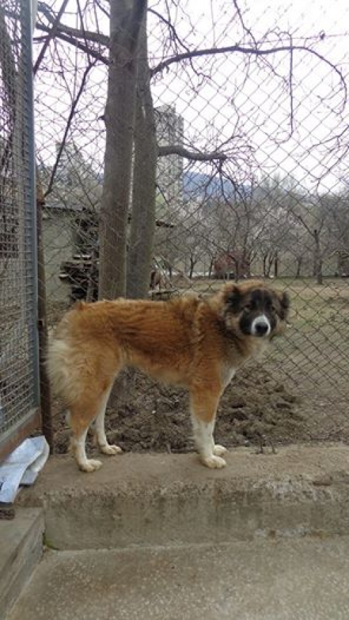 ქართული ქოფაკი უსახელო