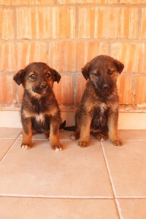 ქართული ქოფაკი უსახელო