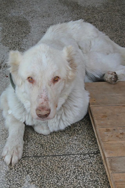 ქართული ნაგაზი ლედი