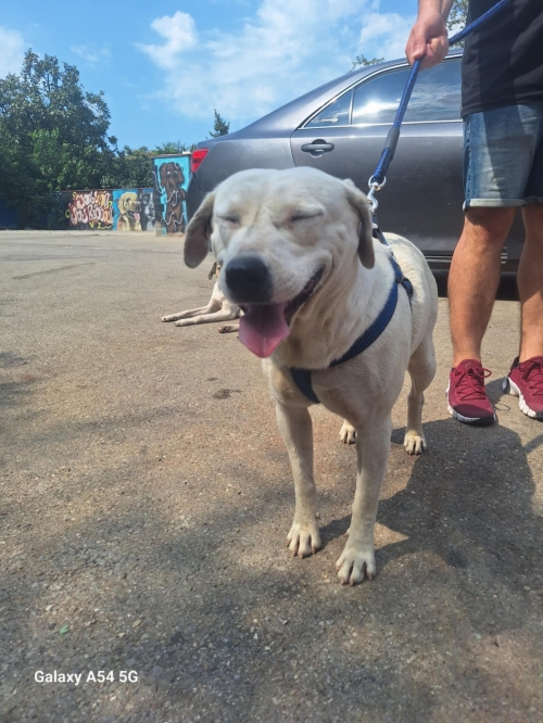 მეტისი ბელიაშვილის 135 ნომერი