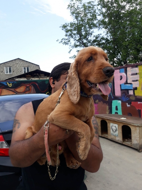 კოკერსპანიელი კოკიტო