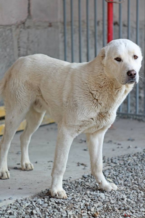 ალაბაი თაბა