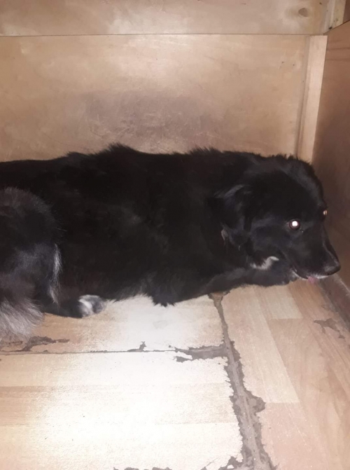 მეტისი უსახელო